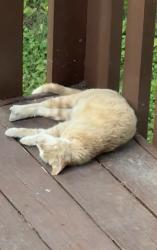 Lost Female Cat last seen Near N Broadway St Joshua Tx, Joshua, TX 76058