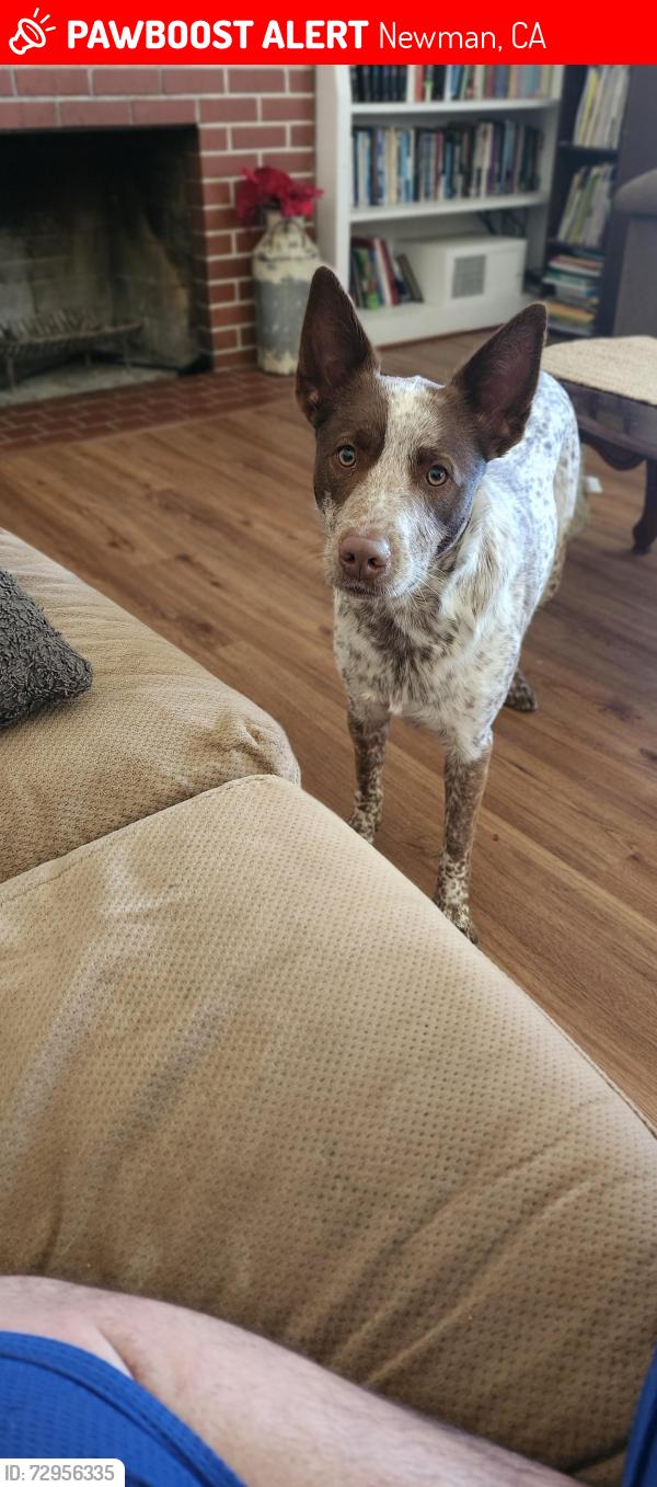 Lost Male Dog last seen R street Newman and Yolo street Newman , Newman, CA 95360