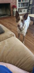 Lost Male Dog last seen R street Newman and Yolo street Newman , Newman, CA 95360
