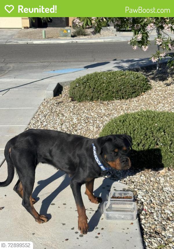 Reunited Female Dog last seen Las hacienda park, Victorville, CA 92394