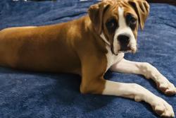 Reunited Female Dog last seen Whichard Rd., Rams Horn, Greenville, NC 27834