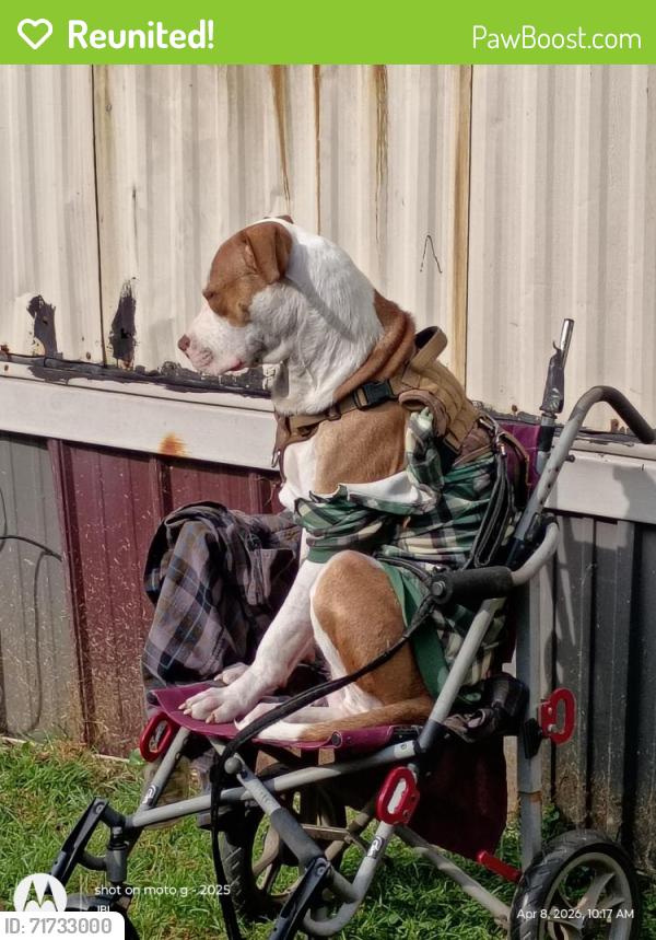 Reunited Male Dog last seen S Wooten rd.   Pine Grove rd  pine Grove access , Chattanooga, TN 37402