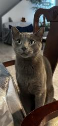 Lost Male Cat last seen Marion & washington, Las Vegas, NV 89110