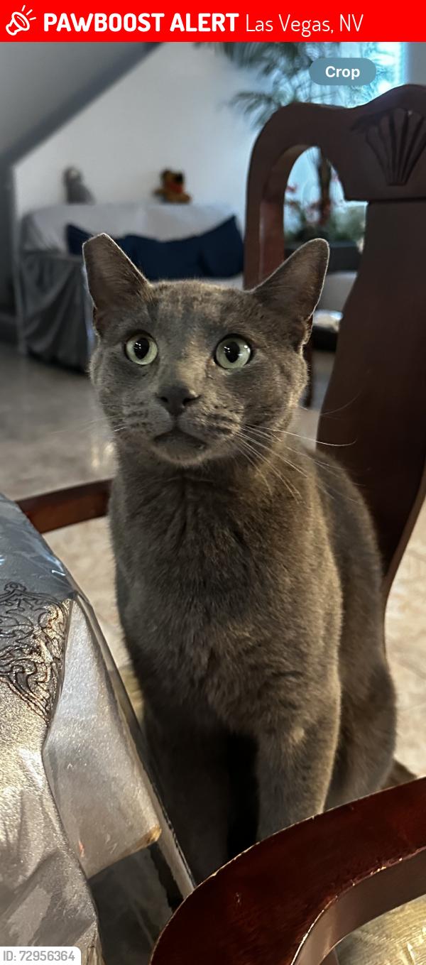 Lost Male Cat last seen Marion & washington, Las Vegas, NV 89110