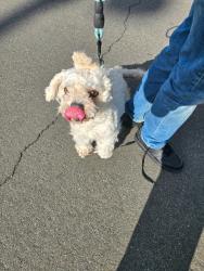 Lost Male Dog last seen Foster and 97th ave , Portland, OR 97266