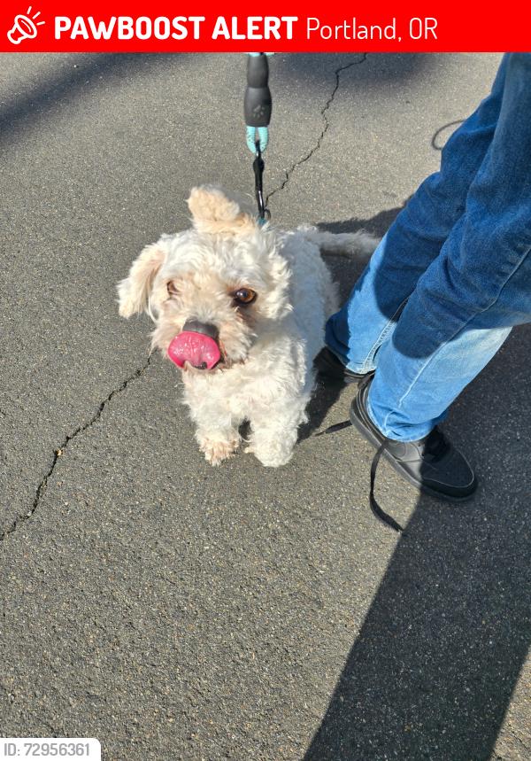 Lost Male Dog last seen Foster and 97th ave , Portland, OR 97266