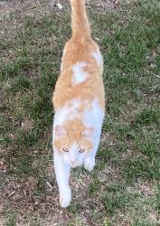 Found/Stray Unknown Cat last seen S Chambers & Oxford, Aurora, CO 80014