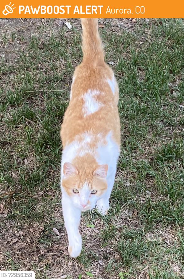 Found/Stray Unknown Cat last seen S Chambers & Oxford, Aurora, CO 80014