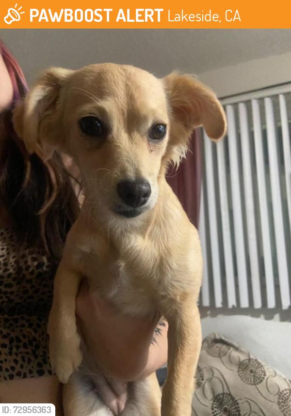 Found/Stray Female Dog last seen In front of kk liquor on Lakeshore Dr. Lakeside 92040, Lakeside, CA 92040