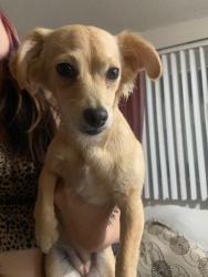 Found/Stray Female Dog last seen In front of kk liquor on Lakeshore Dr. Lakeside 92040, Lakeside, CA 92040