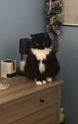 Lost Female Cat last seen Temecula Creek, Temecula, CA 92592