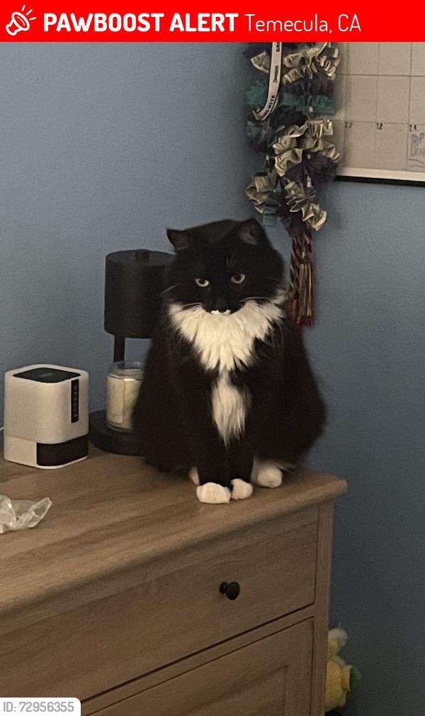 Lost Female Cat last seen Temecula Creek, Temecula, CA 92592