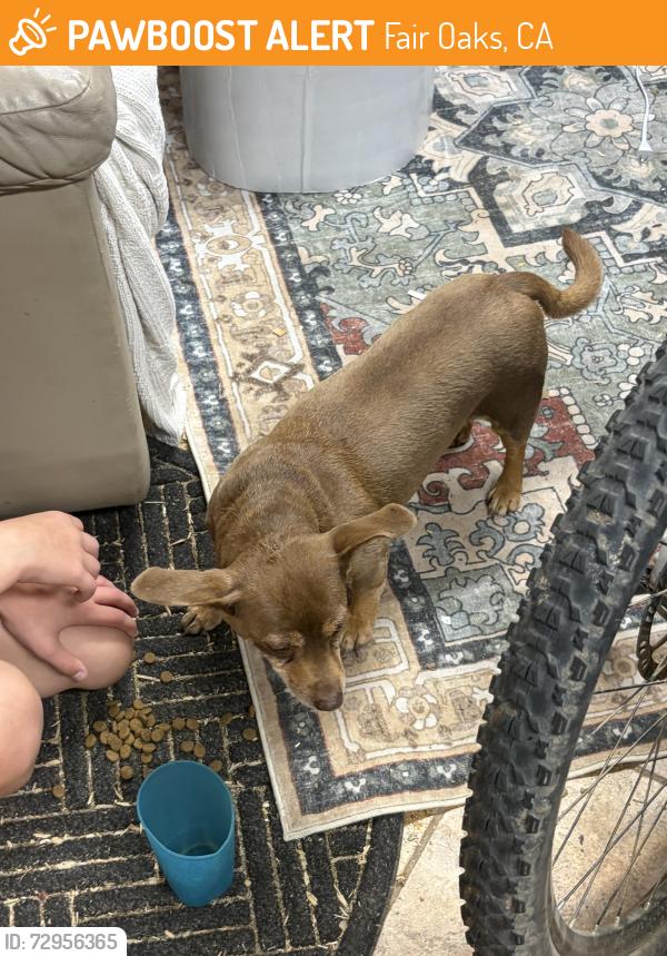 Found/Stray Unknown Dog last seen Illinois and el chapul, fair oaks , Fair Oaks, CA 95628