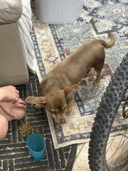 Found/Stray Unknown Dog last seen Illinois and el chapul, fair oaks , Fair Oaks, CA 95628