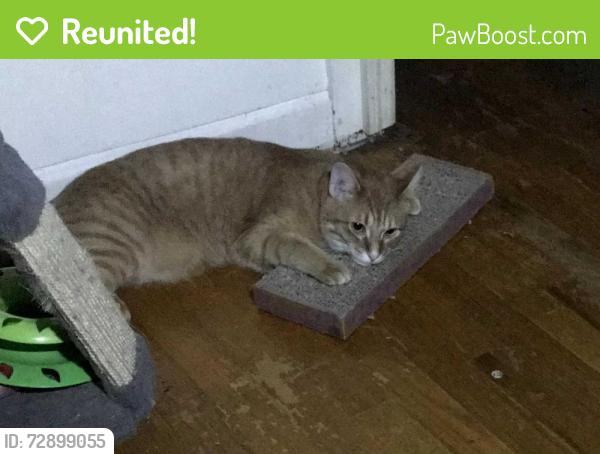 Reunited Male Cat last seen Near VERMONT STREET , Knoxville, TN 37921