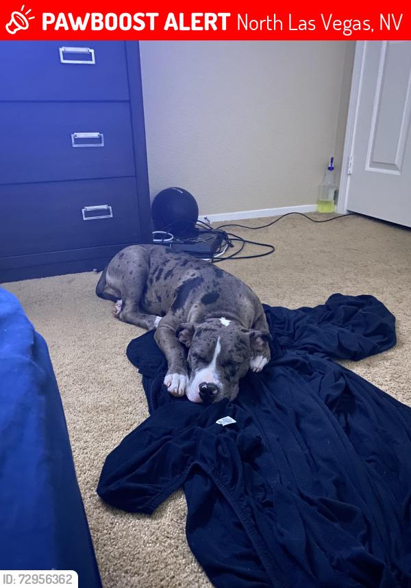 Lost Male Dog last seen Craig and Allen, North Las Vegas, NV 89031
