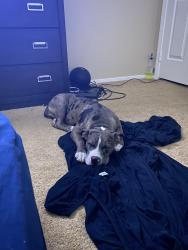 Lost Male Dog last seen Craig and Allen, North Las Vegas, NV 89031