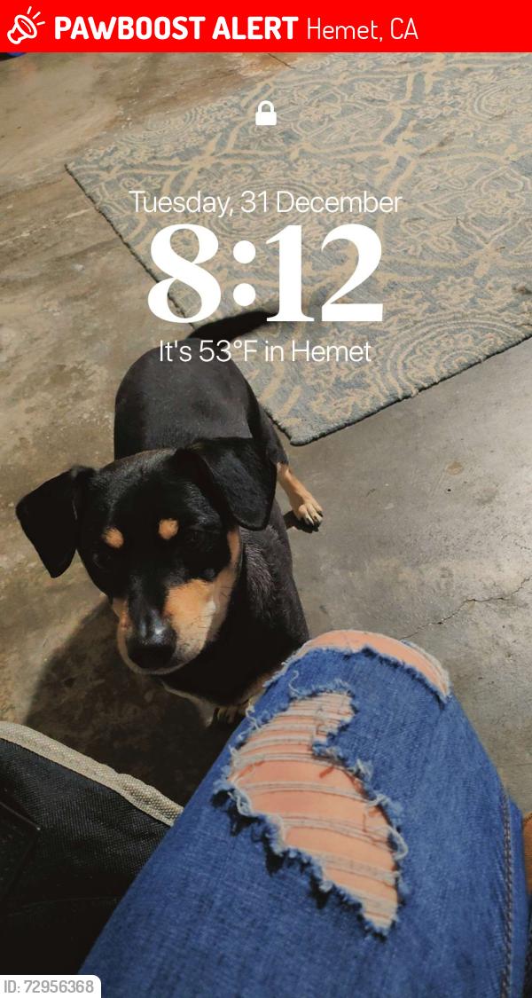 Lost Male Dog last seen Thornton and Manassas Hemet ca, Hemet, CA 92545