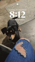 Lost Male Dog last seen Thornton and Manassas Hemet ca, Hemet, CA 92545