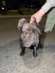 Lost Male Dog last seen royal oaks/ bradbourn , Duarte, CA 91010