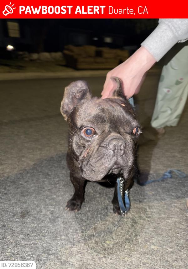 Lost Male Dog last seen royal oaks/ bradbourn , Duarte, CA 91010