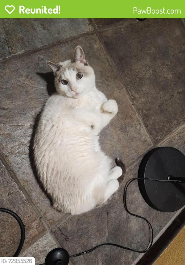Reunited Male Cat last seen Southern and McClintock , Tempe, AZ 85282