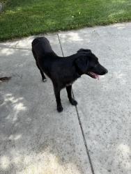 Found/Stray Female Dog last seen Linne road, Tracy, CA 95376