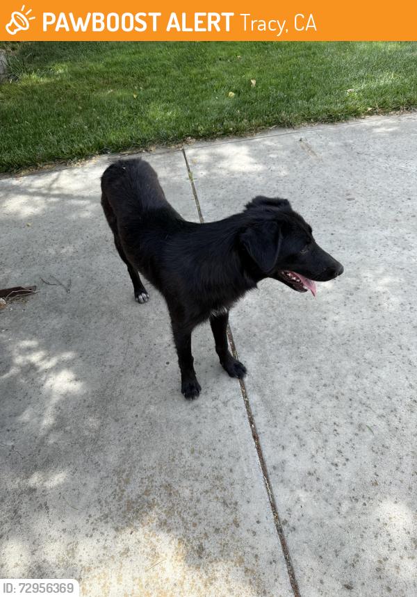 Found/Stray Female Dog last seen Linne road, Tracy, CA 95376
