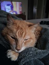 Lost Male Cat last seen Bella Dr && Benito Ramirez , Edinburg, TX 78542