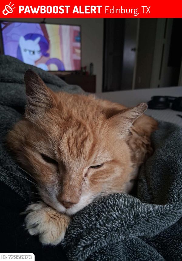 Lost Male Cat last seen Bella Dr && Benito Ramirez , Edinburg, TX 78542