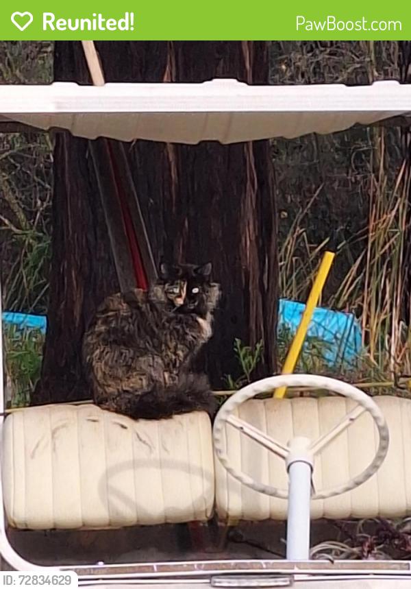 Reunited Female Cat last seen Amargosa and Key Pointe Dr , Hesperia, CA 92345