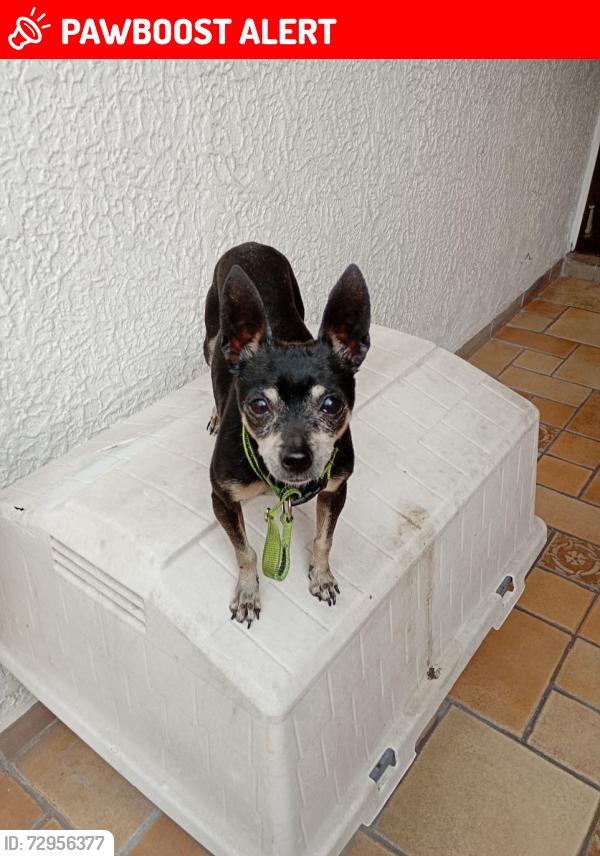 Lost Male Dog last seen Camino real a san Jerónimo La maria Puebla Puebla , Heroica Puebla de Zaragoza, Pue. 