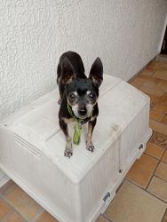 Lost Male Dog last seen Camino real a san Jerónimo La maria Puebla Puebla , Heroica Puebla de Zaragoza, Pue. 