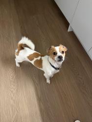 Found/Stray Male Dog last seen Linda Vista Elementary School, San Jose, CA 95127