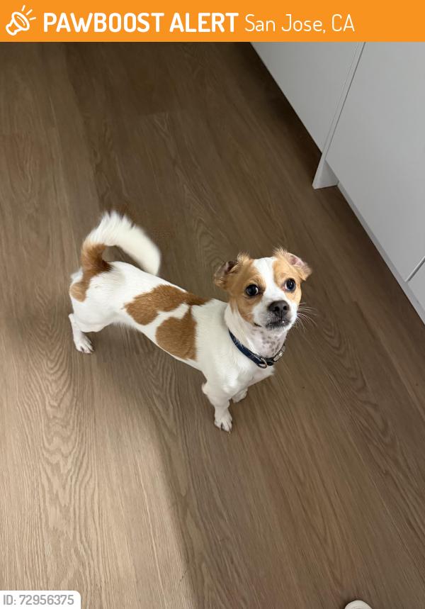 Found/Stray Male Dog last seen Linda Vista Elementary School, San Jose, CA 95127