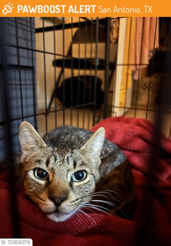 Found/Stray Male Cat last seen O.P Schnabel Park, San Antonio, TX 78250