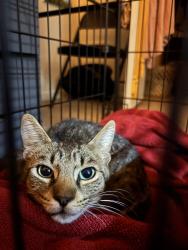 Found/Stray Male Cat last seen O.P Schnabel Park, San Antonio, TX 78250