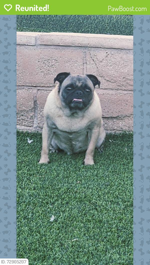Reunited Female Dog last seen Harmon with  Peterson dr , Las Vegas, NV 89103