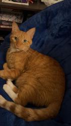 Lost Male Cat last seen dorchester way, manchester park , Madison, WI 53719
