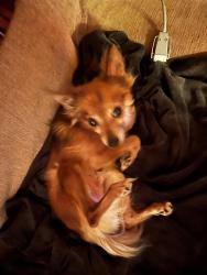 Reunited Male Dog last seen Near e wright ave , Tacoma, WA 98404