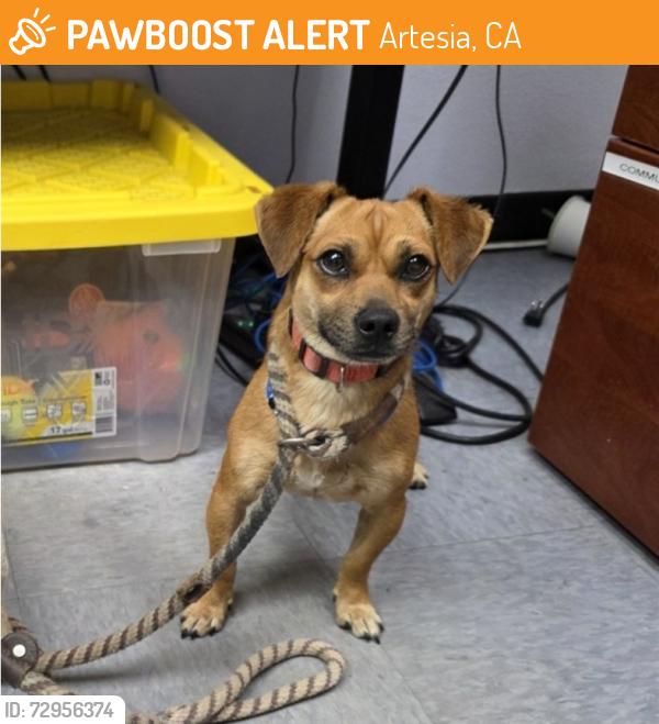 Found/Stray Male Dog last seen Bloomfield & 183rd st, Artesia, CA 90703