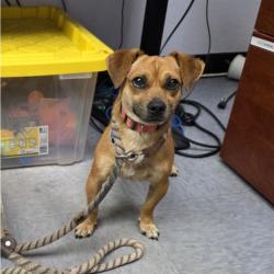 Found/Stray Male Dog last seen Bloomfield & 183rd st, Artesia, CA 90703