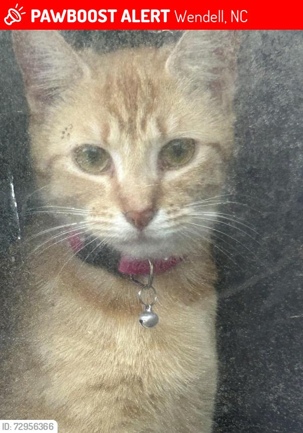 Lost Female Cat last seen Wendell blvd & Liles Dean Road, Wendell, NC 27591