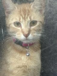 Lost Female Cat last seen Wendell blvd & Liles Dean Road, Wendell, NC 27591