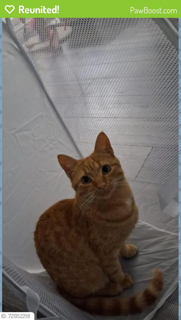 Reunited Female Cat last seen Kingsburn Drive (Kingspark Ave/ Mill Street), Rutherglen, Scotland G73 2AN