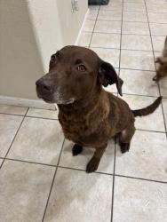Found/Stray Female Dog last seen Regis drive, Tracy ca , Tracy, CA 95377