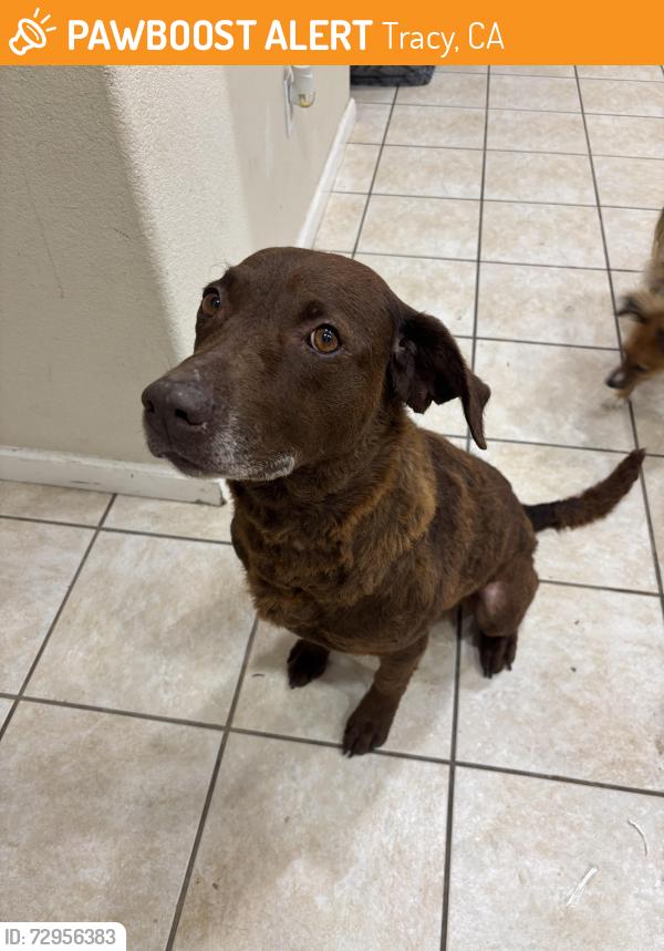 Found/Stray Female Dog last seen Regis drive, Tracy ca , Tracy, CA 95377