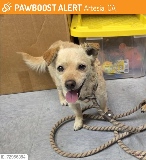 Found/Stray Male Dog last seen Bloomfield & 183rd st, Artesia, CA 90703