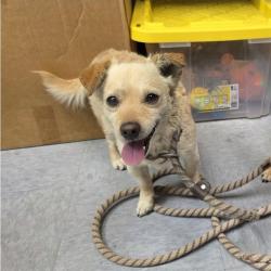 Found/Stray Male Dog last seen Bloomfield & 183rd st, Artesia, CA 90703