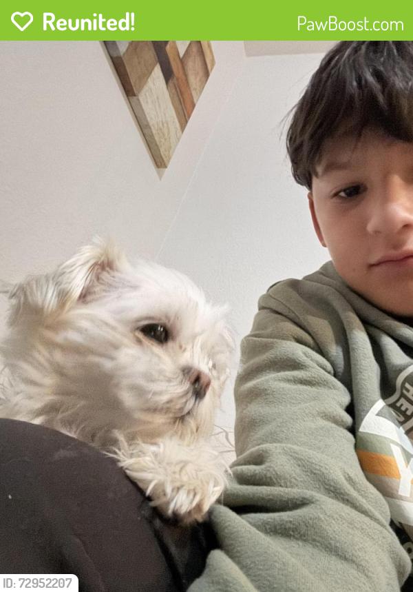 Reunited Male Dog last seen El dorado high school, Sunrise Manor, NV 89110